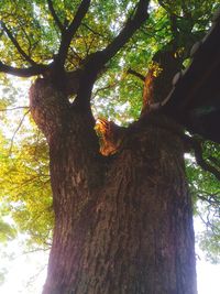 tree