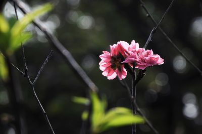 Close-up of pink flowering plant
