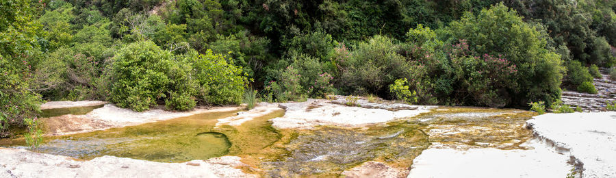 Trees growing by river in forest