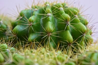 Close-up of cactus plant