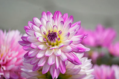 Close-up of pink dahlia flower