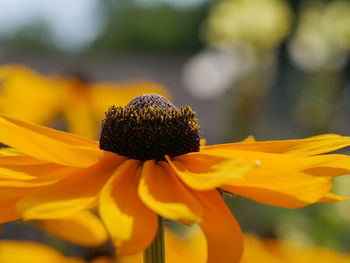 Close-up of yellow daisy flower
