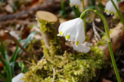 Close-up of white flowering plant