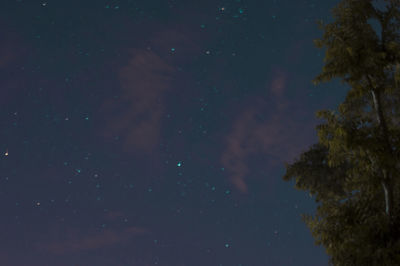 Low angle view of trees against sky at night