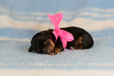 Dog resting on pink flower
