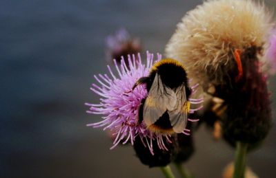 Close-up of butterfly on purple flower
