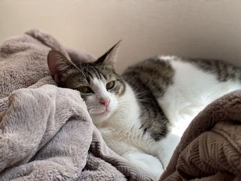 Close-up of cat resting on bed