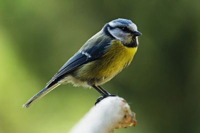 Close-up of bird perching on twig