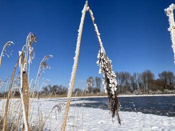 Frozen trees on field against clear sky