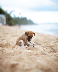 Dog resting on a beach