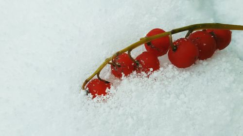 Close-up of frozen red berries