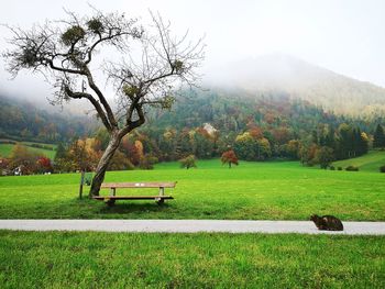 View of a tree on grassy field