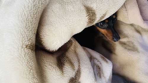 Close-up of dog resting