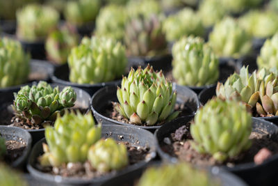 Closeup of many succulents for sale standing at the garden nursery. small business, garden nursery