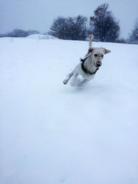 Dog on snow field
