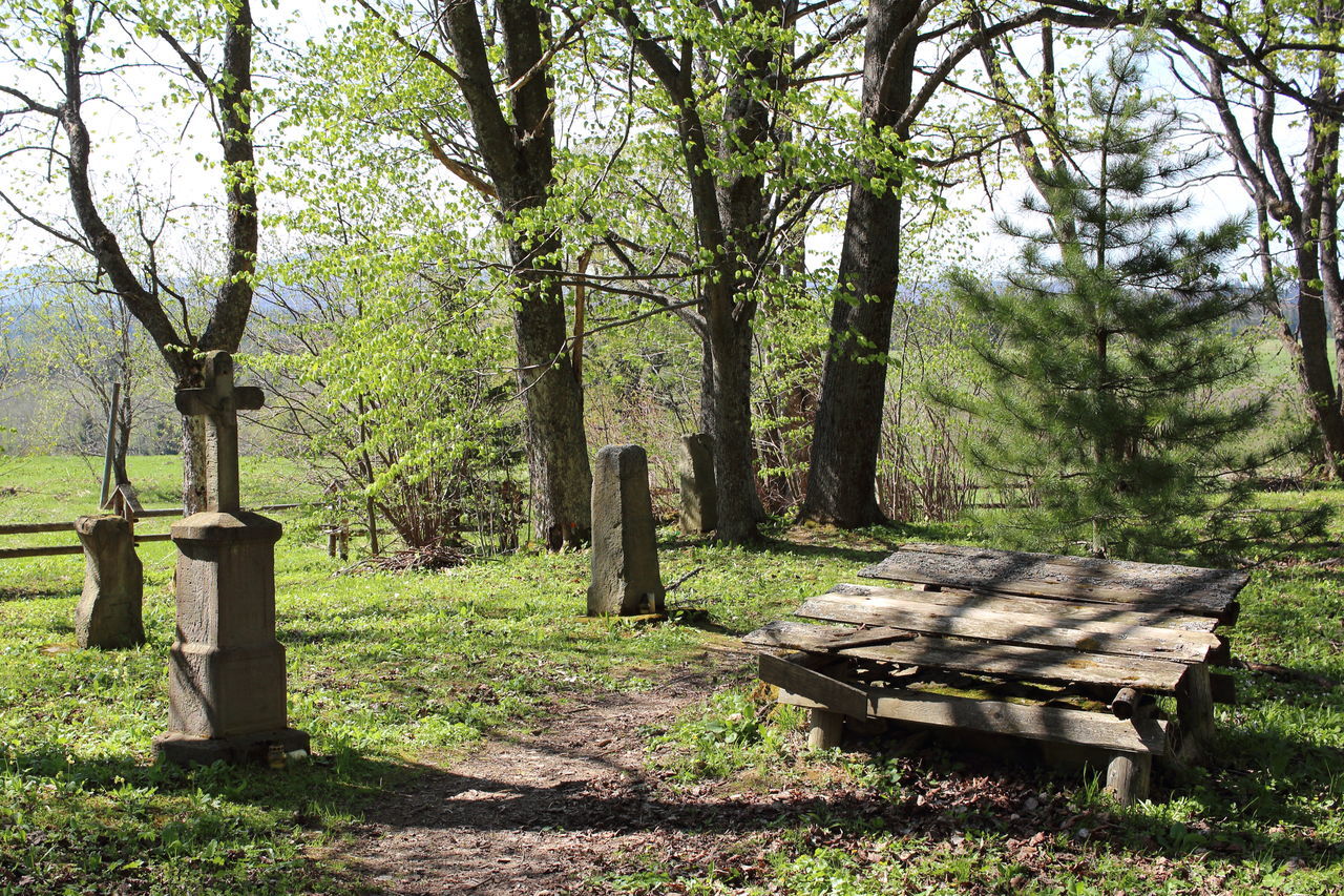 EMPTY BENCH ON FIELD IN FOREST