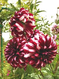 Close-up of red flowers blooming outdoors
