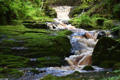 Stream flowing through rocks in forest