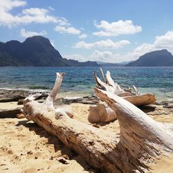 Driftwood on beach against sky