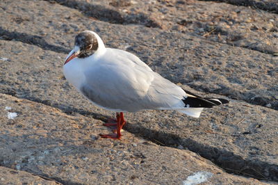 Seagull perching on rock