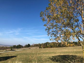 Trees on field against clear blue sky