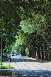 Street amidst trees and plants in city