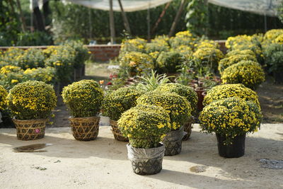 Cactus plants growing in greenhouse