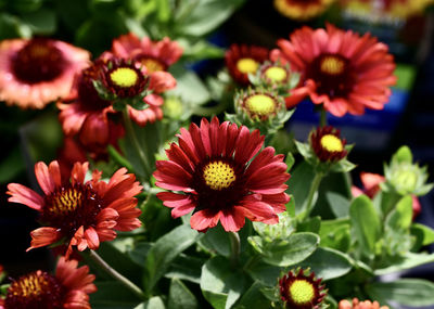 Close-up of pink flowering plants