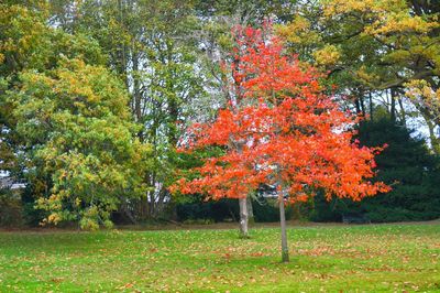 Trees in park during autumn