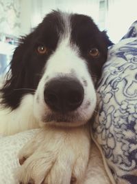 Close-up portrait of a dog