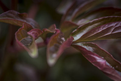 Close-up of pink flowering plant