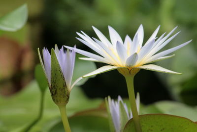 Close-up of flowers blooming outdoors