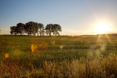 Trees on field against sky during sunset