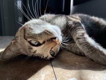 Close-up of cat lying on floor