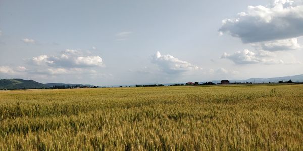 Scenic view of agricultural field against sky