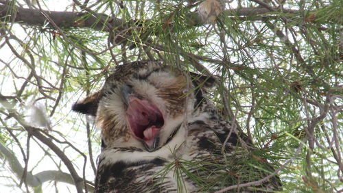 Low angle view of owl