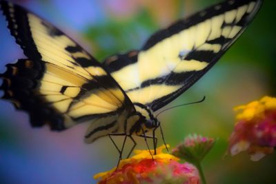 Close-up of butterfly on flower