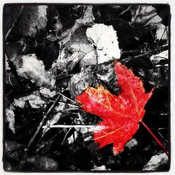 Close-up of maple leaves