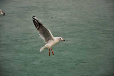 Seagull flying over sea against sky