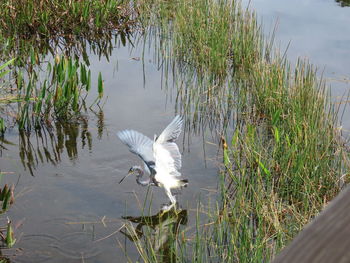 Bird flying over lake