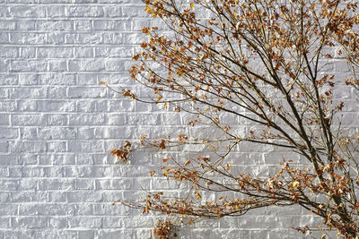 Low angle view of cherry tree against wall