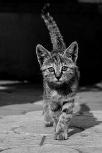 Portrait of tabby cat on footpath