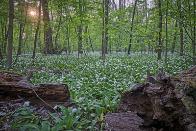 Plants and trees in forest