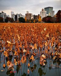 Plants growing in city against buildings during autumn