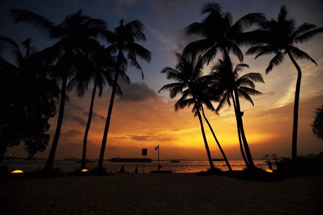 palm tree, sunset, sea, tree, silhouette, beach, sky, water, tranquility, scenics, tranquil scene, beauty in nature, horizon over water, nature, shore, tree trunk, orange color, idyllic, coconut palm tree, growth