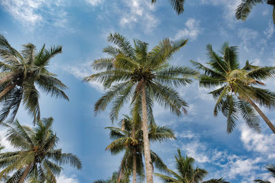 Low angle view of palm trees against sky