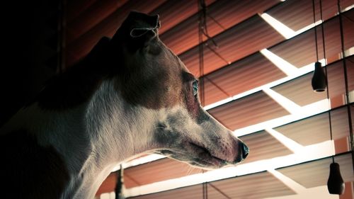 Close-up of dog looking away at home