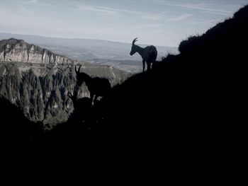 View of goat on rock