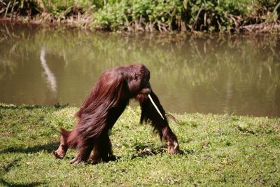 Monkey on a lake