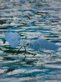 View of birds in lake